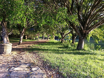 sentiero, strada, alberi, arbusti, paesaggio, natura, terra, azienda agricola, lago, stagno, albero, pianta, crescita, colore verde, erba, la tranquillità, bellezza nella natura, giorno, parco, tronco, tronco d'albero, scena tranquilla, campo, nessuno, parco - spazio creato dall'uomo, luce del sole, all'aperto, scenics - natura, 2K, CC0, dominio pubblico, privo di copyright