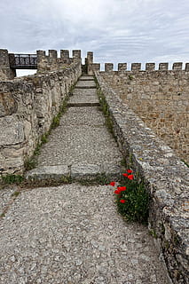 rot, Blume, Wand, Stein, blühen, Frühlingsblume, die Architektur, Geschichte, die Vergangenheit, Natur, gebaute Struktur, blühende Pflanze, Himmel, Pflanze, uralt, Tag, keine Leute, der Weg nach vorn, Steinwand, Reiseziele, Fußweg, Richtung, Tourismus, alte Ruine, draußen, abnehmende Perspektive, alte Zivilisation, Archäologie, ruiniert, 5K, CC0, gemeinfrei, lizenzfrei