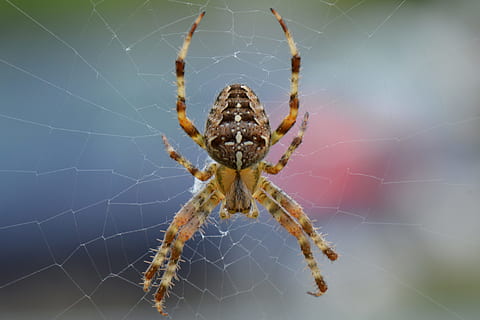 spin, sieć, Natura, pluskwa, zwierzę, makro, nogi, pająk, jedno zwierzę, pajęcza sieć, tematy zwierzęce, zwierzęca przyroda, zwierzęta na wolności, pajęczak, kruchość, stawonogi, zbliżenie, bezkręgowy, wrażliwość, owad, skupić się na pierwszym planie, część ciała zwierzęcia, żadnych ludzi, noga zwierzęcia, dzień, na dworze, 4K, CC0, domena publiczna, darmowe zdjęcia