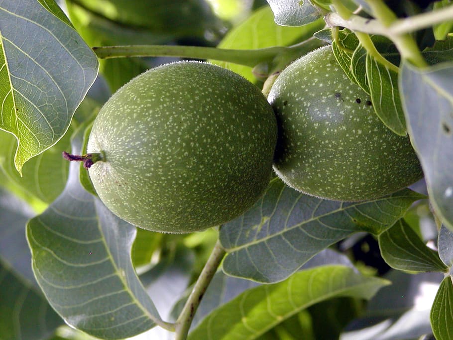 feto, noce, verde, forma, Due, ramo, immaturo, albero, estate, frutta, cibo, colore verde, mangiare sano, cibo e bevande, foglia, parte vegetale, freschezza, crescita, avvicinamento, pianta, nessuno, benessere, giorno, natura, all'aperto, albero da frutta, bellezza nella natura, concentrarsi sulle conoscenze acquisite, maturo, 1080P
