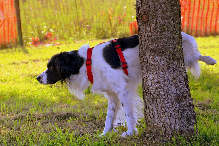 selectiu, focalitzar la fotografia, recobert mitjà, negre, blanc, gos, pipí, arbre, prato, naturalesa, animal, mascotes, un animal, nacional, temes d'animals, mamífer, animals domèstics, planta, vertebrats, caní, herba, camp, tronc de l'arbre, terra, tronc, dia, cap gent, a l'aire lliure, 5K
