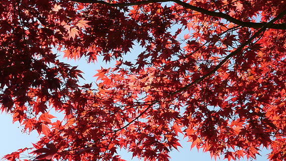 arce vermell, maple, leaves, vermell, fulla, fulles, maple, vermell, full, naturalesa, arbre, fullatge de tardor, japonès, fulles d'auró vermelles, fulles d'auró, tardor, branca, bosc, a l'aire lliure, temporada, bellesa a la natura, arbre d'auró, planta, cel, fons, color vibrant, multicolor, color taronja, imatge en color, cap gent, colors, vista d’angle baix, canvi, creixement, part de la planta, dia, fulla d'auró, tranquil·litat, condició natural, caure, copa de l'arbre, flor de cirerer, 4K, CC0, domini públic, lliure de regalies