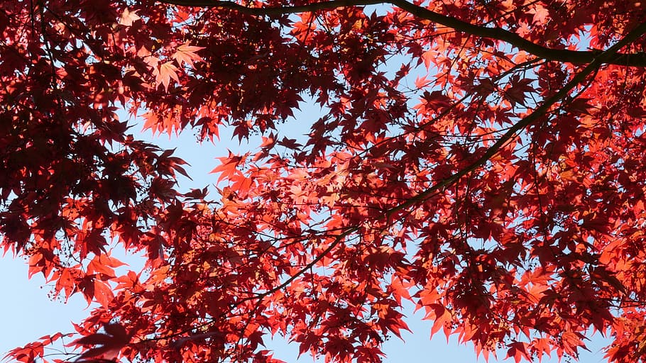 arce vermell, maple, leaves, vermell, fulla, fulles, maple, vermell, full, naturalesa, arbre, fullatge de tardor, japonès, fulles d'auró vermelles, fulles d'auró, tardor, branca, bosc, a l'aire lliure, temporada, bellesa a la natura, arbre d'auró, planta, cel, fons, color vibrant, multicolor, color taronja, imatge en color, cap gent, colors, vista d’angle baix, canvi, creixement, part de la planta, dia, fulla d'auró, tranquil·litat, condició natural, caure, copa de l'arbre, flor de cirerer, 4K