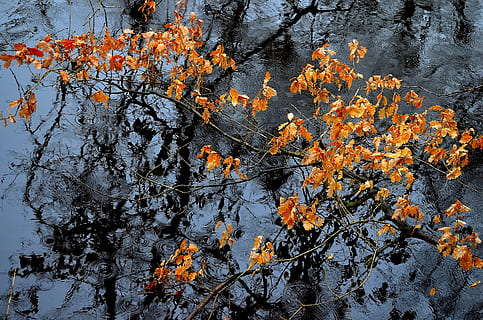 agua, corriente, fondo, elemento, naturaleza, macro, vida, río, hojas, amarillo, rama, gotas, lluvia, temporada, otoño, planta, belleza en la naturaleza, cambio, crecimiento, nadie, color naranja, árbol, día, parte de la planta, hoja, tranquilidad, al aire libre, reflexión, lago, vista de alto ángulo, colección de otoño, 4K, CC0, dominio público, libre de derechos
