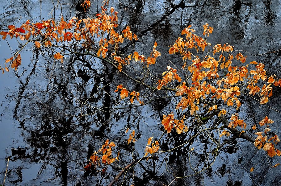 agua, corriente, fondo, elemento, naturaleza, macro, vida, río, hojas, amarillo, rama, gotas, lluvia, temporada, otoño, planta, belleza en la naturaleza, cambio, crecimiento, nadie, color naranja, árbol, día, parte de la planta, hoja, tranquilidad, al aire libre, reflexión, lago, vista de alto ángulo, colección de otoño, 4K