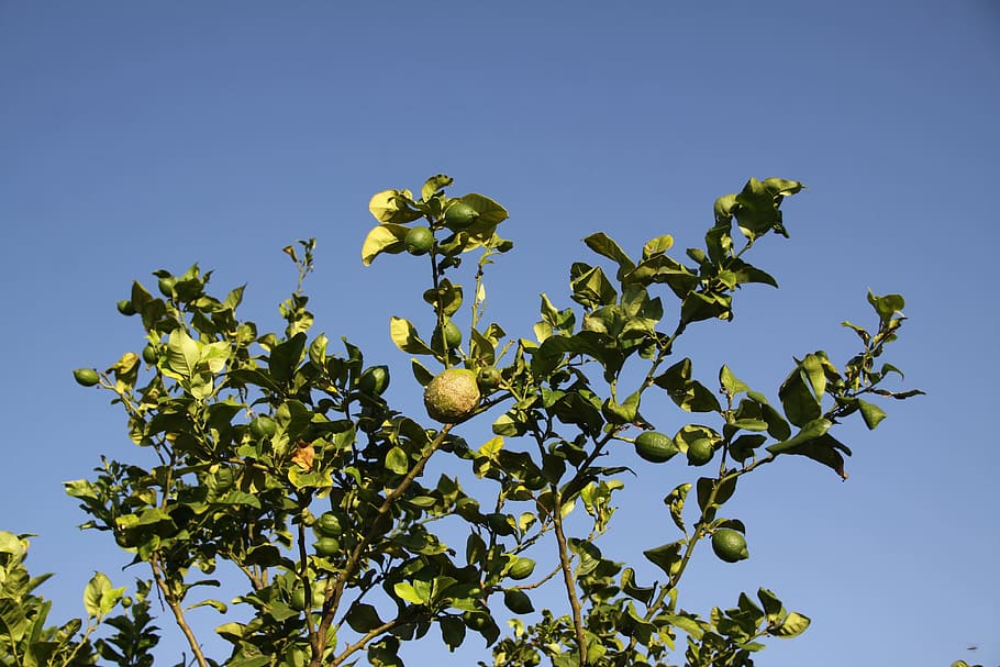 Zitronenbaum, Obstbaum, Zitrusfrüchte, Zitrone, Sommer-, Laub, Natur, Obst, Wachstum, Baum, klarer Himmel, Landwirtschaft, Himmel, Pflanze, Flachwinkelansicht, Blatt, grüne Farbe, Pflanzenteil, Blau, keine Leute, Frische, Schönheit in der Natur, Essen und Trinken, gesundes Essen, Lebensmittel, Tag, Ast, draußen, 4K