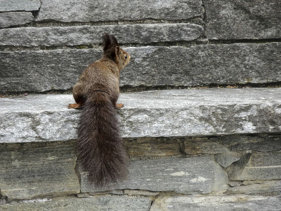 esquirol, rosegador, cua, sciurus carolinensis, nager, pelut, animal, naturalesa, animals petits, mamífer, fotografia de fauna salvatge, tancar, un animal, a l'aire lliure, temes d'animals, fauna animal, cap gent, dia, animals a la natura, vertebrats, funció de construcció de parets, sòlid, mirant, assegut, mirant cap a fora, paret, longitud completa, estructura construïda, marró, 4K