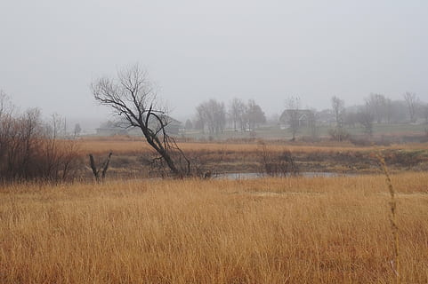 pakreiptas, medis, pelkė, pobūdį, rūkas, pilka, oranžinė, kraštovaizdį, tvenkinys, kansas, pasviręs, kampu, miglotas, lauke, augalų, plikas medis, nėra žmonių, ramybė, žolė, dangus, aplinką, žemės, ramioje scenoje, ne miesto scenoje, vaizdai - gamta, Nuotolinis, dieną, 5K, CC0, Viešasis domenas, nemokamai
