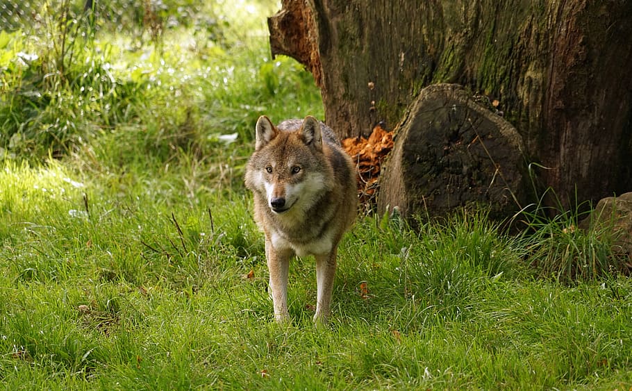 llop, caminar, herba, depredador, animal, naturalesa, parc natural, un animal, temes d'animals, mamífer, animals a la natura, planta, fauna animal, vertebrats, arbre, gos, cap gent, terra, caní, dia, color verd, retrat, mascotes, a l'aire lliure, 5K