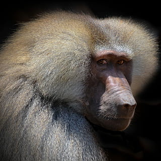 nærbillede fotografering, orangutang, bavian, portræt, ansigt, tæt, udsigt, abe, primat, pattedyr, makak, dyreliv fotografering, Afrika, dyr verden, tænder, abe hanner, pels, tankevækkende, dyreliv, dyr i naturen, et dyr, dyr kropsdel, tæt på, hvirveldyr, ingen mennesker, kigger på kameraet, udendørs, sort baggrund, overvejelse, 1080P, CC0, offentligt domæne, royaltyfrie