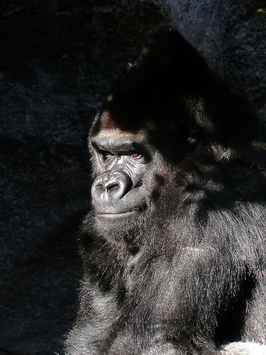 negre, primat, reflexió del sol, goril·la, mico, vista, trist, mamífer, animal, Silverback, líder, gris platejat, pell, gran, potent, imposant, goril·la de muntanya, dominant, consideri, pensar, meditar, vida salvatge, goril·la de plata, Espècies en perill d'extinció, un animal, fauna animal, vertebrats, animals a la natura, mirant cap a fora, cap gent, mirant, primer pla, retrat, dia, cabell, naturalesa, 4K
