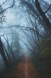 sentiero, circondato, alberi, foto di paesaggio, giorno, autunno, albero, foresta, nube, foglia, nebbia, natura, mysteriou, nebbia densa, la strada davanti, direzione, pianta, la tranquillità, bellezza nella natura, scena tranquilla, crescita, prospettiva decrescente, nessuno, terra, scenics - natura, scena non urbana, strada, all'aperto, bosco, 5K, CC0, dominio pubblico, privo di copyright