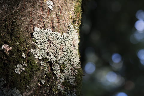 fletche, Baum, Borke, Natur, Log, Struktur, Wald, Pilz, Hintergrund, Baumgeflecht, Photosynthese, Symbiose, Baumstamm, Kofferraum, Pflanze, Wachstum, texturiert, Fokus auf den Vordergrund, Moos, Tag, Nahansicht, keine Leute, draußen, Rau, Flechte, Schönheit in der Natur, selektiver Fokus, Muster, Pflanzenrinde, Struktureffekt, 5K, CC0, gemeinfrei, lizenzfrei