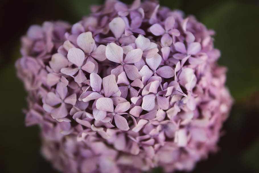 selektif, fotografi fokus, ungu, bunga petaled, fotografi jarak dekat, kelopak bunga, bunga, makro, tekstur, bokeh, tanaman berbunga, menanam, merapatkan, kerentanan, keindahan di alam, kerapuhan, daun bunga, kesegaran, pertumbuhan, kepala bunga, alam, hal berkembang, fokus selektif, warna merah jambu, hydrangea, tidak ada orang, fokus pada latar depan, botani, kelembutan, musim semi, seikat bunga, latar belakang hitam, 5K