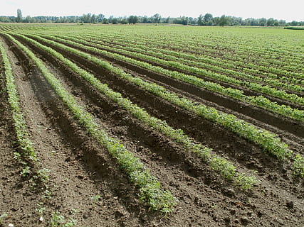 fattoria durante il giorno, i campi, carota, cibo, verdura, salutare, fresco, verde, nutrizione, biologico, naturale, agricoltura, natura, azienda agricola, giardino, pianta, campo, paesaggio, terra, scena rurale, crescita, ambiente, raccolto, scena tranquilla, di fila, la tranquillità, scenics - natura, giorno, nessuno, colore verde, bellezza nella natura, all'aperto, piantagione, 1080P, CC0, dominio pubblico, privo di copyright