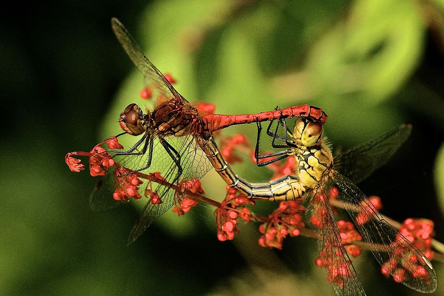 tancar, fotografia, dos, libèl·lules, poc profund, focalitzar la fotografia, vermell, groc, insecte, error, libèl·lula, flor, naturalesa, fauna animal, temes d'animals, animal, animals a la natura, invertebrat, primer pla, grup d’animals, planta, ala dels animals, centrar-se en primer pla, comportament animal, dia, bellesa a la natura, part de la planta, cap gent, a l'aire lliure, condició natural, 2K