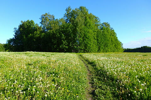 Pfad, Sonnenlicht, Wald, Natur, Bäume, Landschaft, ländlich, Feldpfad, Felder, Löwenzahn, Himmel, Sommer-, draußen, Gras, sonniger Tag, Hintergrund, Pflanze, Baum, Wachstum, grüne Farbe, Feld, Schönheit in der Natur, Land, Ruhe, ruhige Szene, Umgebung, Szenen - Natur, Tag, keine Leute, Nicht-städtische Szene, ländliche Szene, Weg, Plantage, 4K, CC0, gemeinfrei, lizenzfrei