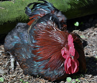pájaro, hahn, pluma roja, mosca negra, rojo, pluma, negro, volar, animal, un animal, nadie, temas de animales, al aire libre, día, naturaleza, vertebrado, animales domesticos, nacional, mascotas, ganado, de cerca, mamífero, pollo, pollo - pájaro, animales en la naturaleza, fauna animal, animal macho, tierra, 1080P, CC0, dominio público, libre de derechos