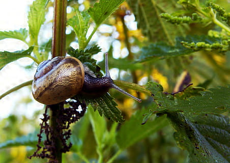 Schnecke, Muschel, Nessel, Makro, Natur, Weichtier, wirbellos, Gastropode, Tierthemen, Tierwelt, Tier, Nahansicht, ein Tier, Tiere in freier Wildbahn, Schale, Tierhülle, Pflanzenteil, Pflanze, Wachstum, Blatt, grüne Farbe, keine Leute, Fokus auf den Vordergrund, kriechen, 1080P, CC0, gemeinfrei, lizenzfrei