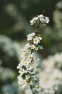 dangkal, fotografi fokus, putih, bunga-bunga, bunga putih 5-petaled, bunga, menanam, alam, musim semi, merapatkan, di luar rumah, mekar, kepala bunga, keindahan di alam, cabang, kesegaran, makro, tidak ada orang, warna hijau, musim, pohon, musim panas, kerapuhan, warna putih, apel mekar, tanaman berbunga, pertumbuhan, kerentanan, hari, daun bunga, fokus selektif, hal berkembang, fokus pada latar depan, bunga sakura, 4K, CC0, domain publik, bebas royalti