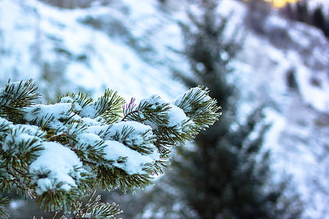 vinter, sne, fyrretræ, træ, Leann, gran, natur, nåletræ, kold temperatur, plante, skønhed i naturen, dag, vækst, ingen mennesker, Frosset, fokus på forgrunden, ro, tæt på, afdeling, Pinaceae, udendørs, nål - plante del, fyrreskov, 4K, CC0, offentligt domæne, royaltyfrie
