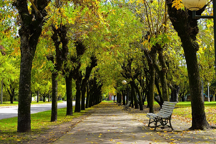 tom, bænk, træer, fortov, træ, natur, blad, parkere, efterår, sti, plaza, hvile, Soledad, bænk træ, plante, vejen frem, park - mand skabt plads, retning, bagagerum, træstamme, treelined, sæde, skønhed i naturen, vækst, grøn farve, park bænk, faldende perspektiv, ro, dag, ingen mennesker, udendørs, 5K