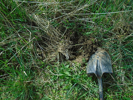 cazma, primăvară, muncă, iarbă, natură, agricultură, verde, iarbă verde, sol, grădină, plantă, plante, semănat, anghinare de la Ierusalim, veterinar, săpat, instrument de gradina, grădinărit, teren, vedere în unghi mare, camp, animale sălbatice, Culoarea verde, animale în sălbăticie, zi, un animal, creştere, nici o persoana, animale vertebrate, în aer liber, direcţie, frumusețe în natură, 2K, CC0, domeniu public, fără drepturi de autor