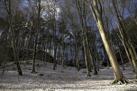 eifel, eifelsteig, iarnă, peisaj, chei, copaci, hdr, copac, plantă, teren, pădure, liniște, o scenă liniștită, trompă, nici o persoana, trunchi de copac, frumusețe în natură, natură, mediu inconjurator, creştere, scenice - natura, zi, scenă non-urbană, zăpadă, camp, în aer liber, 4K, CC0, domeniu public, fără drepturi de autor