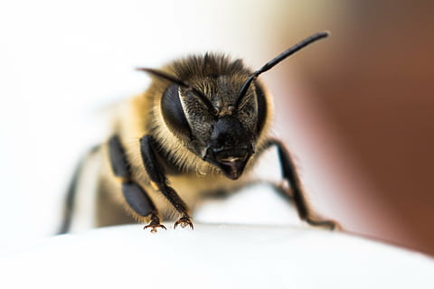 abelha, perto, inseto, natureza, macro, fechar-se, animal, pólen, amarelo, polinização, temas animais, um animal, animais selvagens, mamífero, invertebrado, animais em estado selvagem, ninguém, tiro do estúdio, parte do corpo animal, ao ar livre, foco seletivo, agressão, retrato, comprimento total, pequeno, 2K, CC0, domínio público, royalty free
