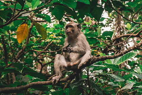 mono, gris, sentado, rama de árbol, árbol, rama, hojas, hoja, verde, piel, salvaje, parque, linda, bosque, animal, bosque de monos, fauna animal, temas de animales, animales en la naturaleza, mamífero, primate, planta, parte de la planta, vertebrado, naturaleza, un animal, nadie, tierra, vista de ángulo bajo, color verde, al aire libre, babuino, selva, 5K, CC0, dominio público, libre de derechos