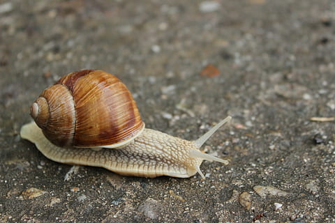 cargol a terra, cuc, Camí, cargol, animal, viscós, naturalesa, rastreig, marró, mol·lusc, primer pla, vida salvatge, fauna animal, temes d'animals, shell, invertebrat, gasteròpode, closca d’animals, un animal, animals a la natura, avorriment, cap gent, dia, part del cos dels animals, antena animal, a l'aire lliure, 5K, CC0, domini públic, lliure de regalies