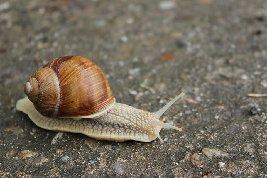 cargol a terra, cuc, Camí, cargol, animal, viscós, naturalesa, rastreig, marró, mol·lusc, primer pla, vida salvatge, fauna animal, temes d'animals, shell, invertebrat, gasteròpode, closca d’animals, un animal, animals a la natura, avorriment, cap gent, dia, part del cos dels animals, antena animal, a l'aire lliure, 5K