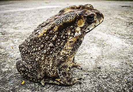 Nahansicht, Foto, Frosch, Kröte, Monster-, Tier, Natur, Amphibie, Tierwelt, Tierthemen, ein Tier, Tiere in freier Wildbahn, Reptil, Wirbeltier, keine Leute, Tag, Fokus auf den Vordergrund, Eidechse, draußen, suchen, Tierkörperteil, in voller Länge, Leguan, Land, Tierwaage, 2K, CC0, gemeinfrei, lizenzfrei