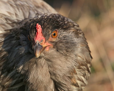 ayam, induk ayam, menatap, egger paskah, jarak, paruh, sisir kacang, Abu-abu, bulu, unggas, mencari, burung, satu binatang, satwa liar hewan, tema binatang, tidak ada orang, merapatkan, binatang di alam liar, di luar rumah, hari, hewan, bertulang belakang, fokus pada latar depan, bagian tubuh hewan, alam, kepala hewan, potret, burung pemangsa, warna hitam, mata binatang, 4K, CC0, domain publik, bebas royalti