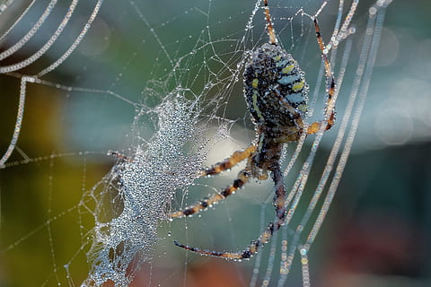 păianjen, rouă, web, panza de paianjen, natural, cădere brusca, umed, macro, natură, model, geometrie, fir, picătură de rouă, nevertebrat, animale tematice, a închide, arahnide, animal, fragilitate, să se concentreze asupra primelor elemente, artropod, animale sălbatice, insectă, animale în sălbăticie, vulnerabilitate, un animal, nici o persoana, zi, supravieţuire, în aer liber, picior de animale, complexitate, 4K, CC0, domeniu public, fără drepturi de autor