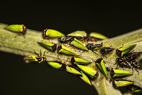 Bugs, makro, hyönteinen, eläinten teemoja, eläimiä, eläinten villieläimet, yksi eläin, eläin, lähikuva, selkärangaton, vihreä väri, luonto, ei ihmisiä, musta tausta, ulkona, päivä, vesi, kasvi, valikoiva tarkennus, eläimen kehon osa, eläintiede, eläinten silmä, 5K, CC0, public domain, rojaltivapaa
