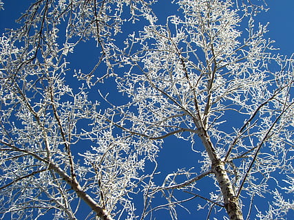 brisa, arbre, hivern, planta, branca, bellesa a la natura, temperatura de fred, blau, neu, vista d’angle baix, naturalesa, cap gent, cel, congelat, dia, fragilitat, cel clar, arbre nu, tranquil·litat, gel, a l'aire lliure, 2K, CC0, domini públic, lliure de regalies