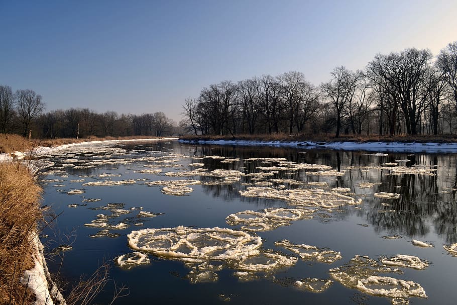 vinter, flod, Polen, vand, træ, sø, himmel, ro, afspejling, scenics - natur, rolig scene, plante, ingen mennesker, natur, skønhed i naturen, kold temperatur, ikke-urbane scene, Frosset, dag, skyfri himmel, bare træ, sump, refleksions søen, 4K