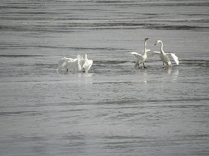 zwaan-, de lente, paring, water, dierlijke thema's, dier, dieren in het wild, groep dieren, dierenleven, gewerveld, vogel, waterkant, geen mensen, zee, natuur, schoonheid in de natuur, dag, witte kleur, strand, land-, zoölogie, 4K, CC0, publiek domein, royaltyvrij