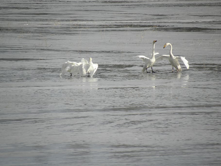 cigne, primavera, aparellament, aigua, temes d'animals, animal, animals a la natura, grup d’animals, fauna animal, vertebrats, ocell, davant del mar, cap gent, mar, naturalesa, bellesa a la natura, dia, Color blanc, platja, terra, zoologia, 4K