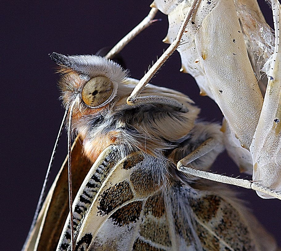mariposa, cerrar, Mac, insecto, naturaleza, ala, antenas, verano, un animal, fauna animal, temas de animales, de cerca, nadie, animales en la naturaleza, día, al aire libre, animal, parte del cuerpo del animal, centrarse en primer plano, invertebrado, polilla, cabeza de animal, Pelo animal, adentro, ala animal, vertebrado, zoología, ojo de animal, mariposa - insecto, boca de animal, 2K