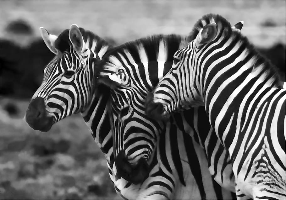 amics zebra, tres zebres en blanc i negre, zebra, grup, tres, pocs, estipeja, ratlles, animal, temes d'animals, grup d’animals, mamífer, fauna animal, animals a la natura, cap gent, safari, centrar-se en primer pla, dos animals, vertebrats, naturalesa, primer pla, marques d’animals, dia, patró natural, herbívors, a l'aire lliure, ramat, cap d’animals, 4K