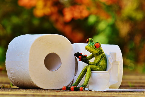Grün, Frosch, Sitzung, Toilettenschüssel Spielzeug, Toilette, Klo, Session, lustig, Toilettenpapier, süß, Mobiltelefon, Tier, keine Leute, Fokus auf den Vordergrund, Darstellung, Kunst und Handwerk, menschliche Darstellung, Nahansicht, Figur, männliche Ähnlichkeit, Tag, Spielzeug, Natur, Stillleben, Pflanze, Kreativität, draußen, Essen und Trinken, Tabelle, Lebensmittel, Skulptur, 4K, CC0, gemeinfrei, lizenzfrei