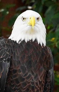 bald eagle, bird, eagle, feather, silhouette, bald, raptor, majestic, nature, animal, animal themes, vertebrate, animal wildlife, one animal, animals in the wild, bird of prey, close-up, focus on foreground, looking, day, beak, looking away, no people, eagle - bird, animal head, animal body part, animal eye, 1080P, CC0, public domain, royalty free
