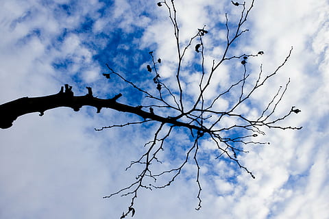 branch, tree, reverse light, nature, cloud, blue, cloud - sky, sky, low angle view, plant, no people, tranquility, day, silhouette, bare tree, beauty in nature, outdoors, growth, scenics - nature, tree trunk, trunk, tranquil scene, 4K, CC0, public domain, royalty free