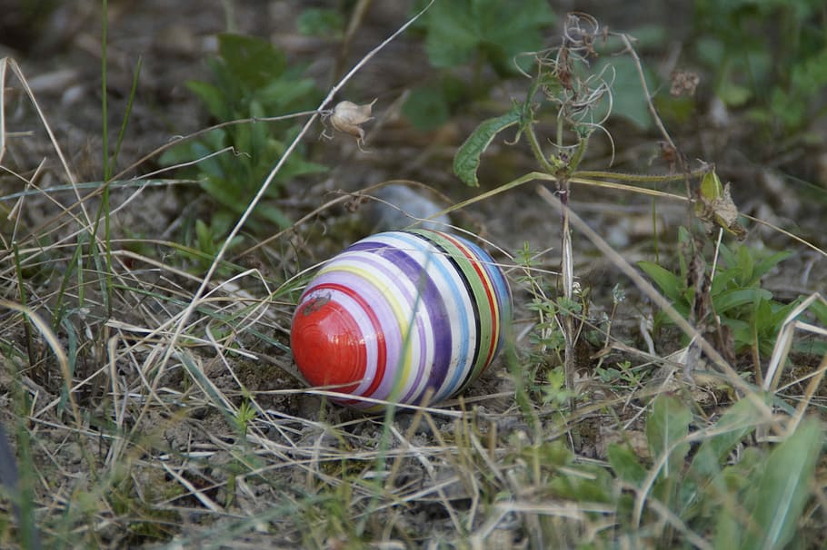 ou de Pasqua, prat, primavera, conill de Pasqua, Pasqua, perdut, amagat, ou, ratlles, colorit, multicolor, cap gent, herba, dia, terra, camp, vermell, menjar i beguda, menjar, naturalesa, a l'aire lliure, primer pla, planta, enfocament selectiu, centrar-se en primer pla, vista d’angle alt, natura morta, 5K