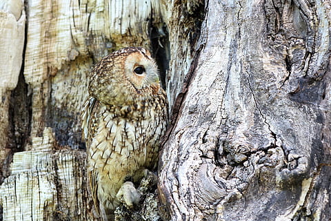Castanho, coruja, tronco de árvore, dia, coruja marrom, camuflar, árvore, pássaro, natureza, animais selvagens, presa, ao ar livre, raptor, predador, selvagem, animais, aviária, caçador, empoleirado, ramo, sentado, animal, Ave de rapina, carnívoro, animais em estado selvagem, fechar-se, bico, um animal, rude, texturizado, tronco, temas animais, vertebrado, ninguém, plantar, madeira - material, casca de planta, focar em primeiro plano, cabeça de animal, latido, 4K, CC0, domínio público, royalty free