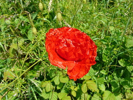 felter, blomster, valmue, plante, rød, blomstrende plante, skønhed i naturen, blomst, friskhed, skrøbelighed, vækst, sårbarhed, natur, kronblad, blomsterstand, tæt på, blomsterhoved, grøn farve, Mark, dag, jord, ingen mennesker, udendørs, 2K, CC0, offentligt domæne, royaltyfrie