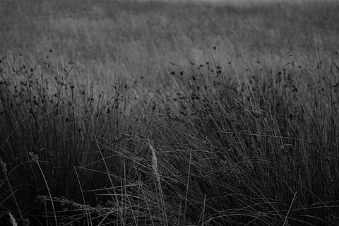 herba, paddock, herbes, naturalesa, granja, camp, estiu, pastures, rural, prat, pasturatge, planta, creixement, terra, tranquil·litat, cap gent, dia, paisatge, bellesa a la natura, a l'aire lliure, escena rural, centrar-se en primer pla, agricultura, medi ambient, escena tranquil·la, enfocament selectiu, cultiu, herba de Timoteu, 5K, CC0, domini públic, lliure de regalies