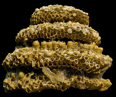bygning, bikuppen, isolert, Combs, natur, svart bakgrunn, studio skudd, innendørs, nærbilde, mønster, ingen folk, stilleben, honeycomb, strukturert, dyreliv, mat og Drikke, skjære ut, mat, dyre temaer, naturlig mønster, dyr i naturen, gul, dyr, reptil, 2K, CC0, offentlig domene, opphavsrett gratis